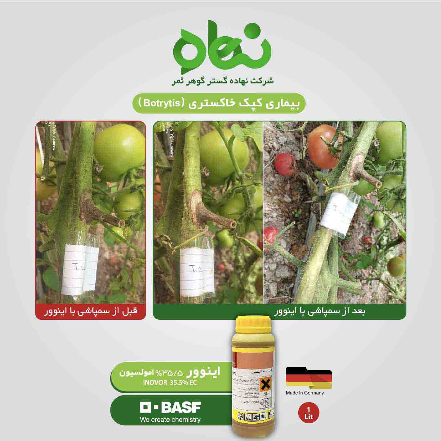 رضایت استفاده از اینوور در کپک خاکستری (Botrytis)